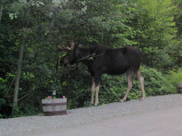 moose2 (34k image)